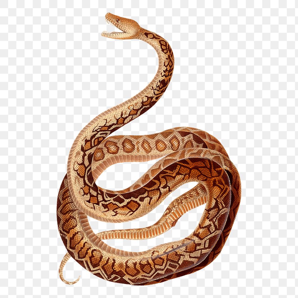 Snake png sticker, transparent background. Free public domain CC0 image.