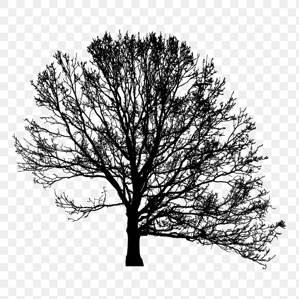 Leafless tree silhouette png sticker, transparent background. Free public domain CC0 image.