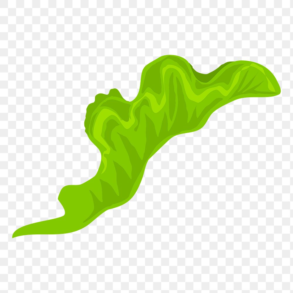 Lettuce png sticker, transparent background. Free public domain CC0 image.