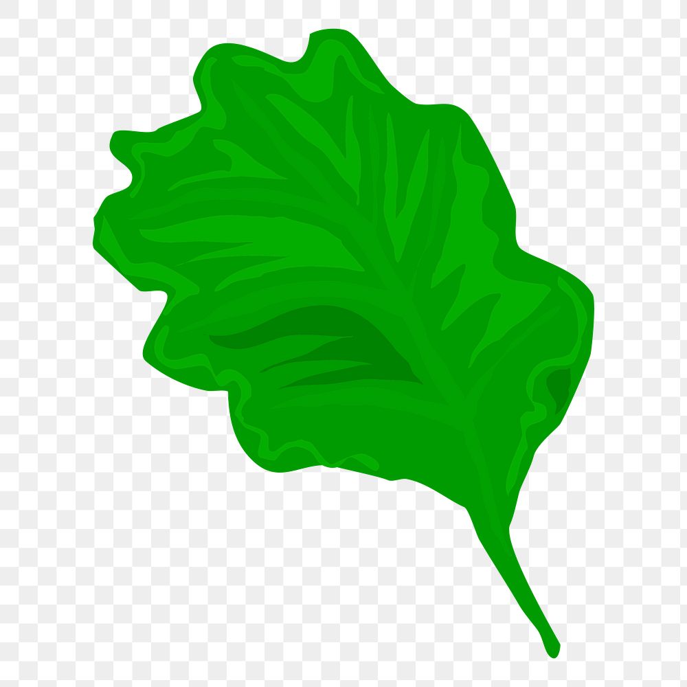 Lettuce png sticker, transparent background. Free public domain CC0 image.