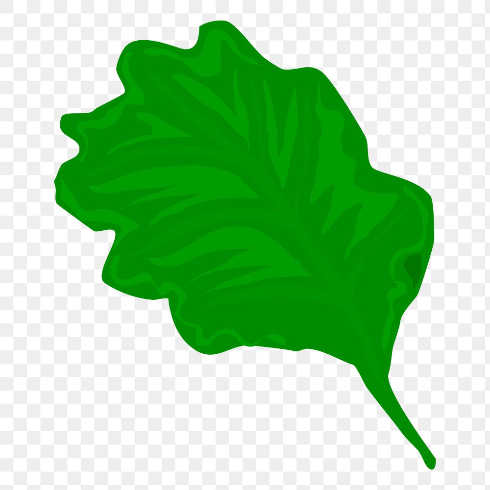 Lettuce png sticker, transparent background. Free public domain CC0 image.