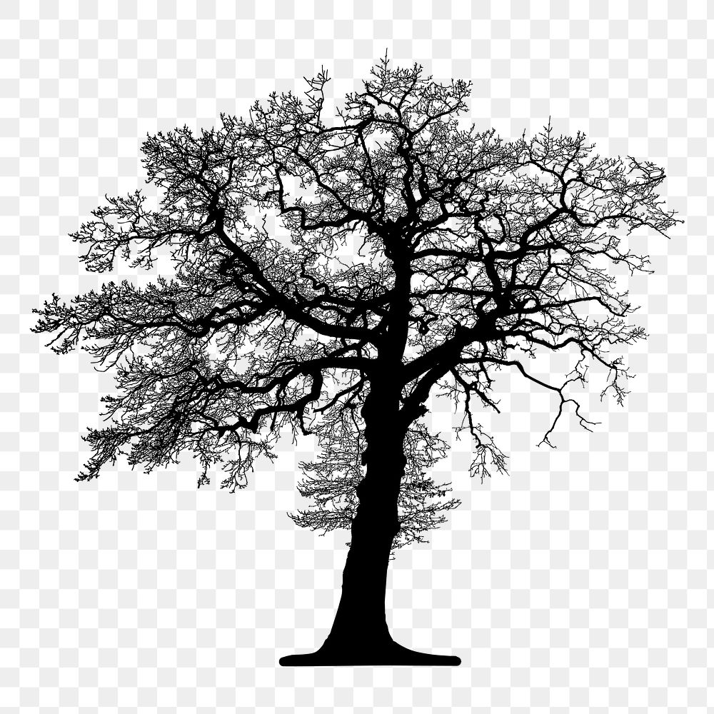 Leafless tree silhouette png sticker, transparent background. Free public domain CC0 image.