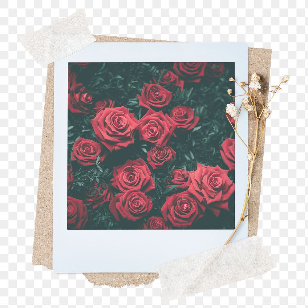 Red rose png sticker instant photo, aesthetic flower design, transparent background