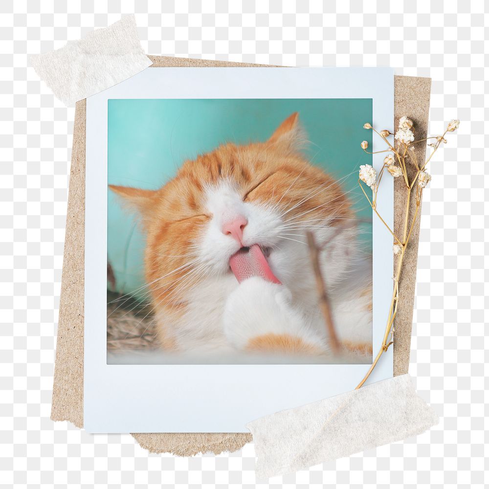 Cute cat png sticker instant photo, aesthetic flower design, transparent background
