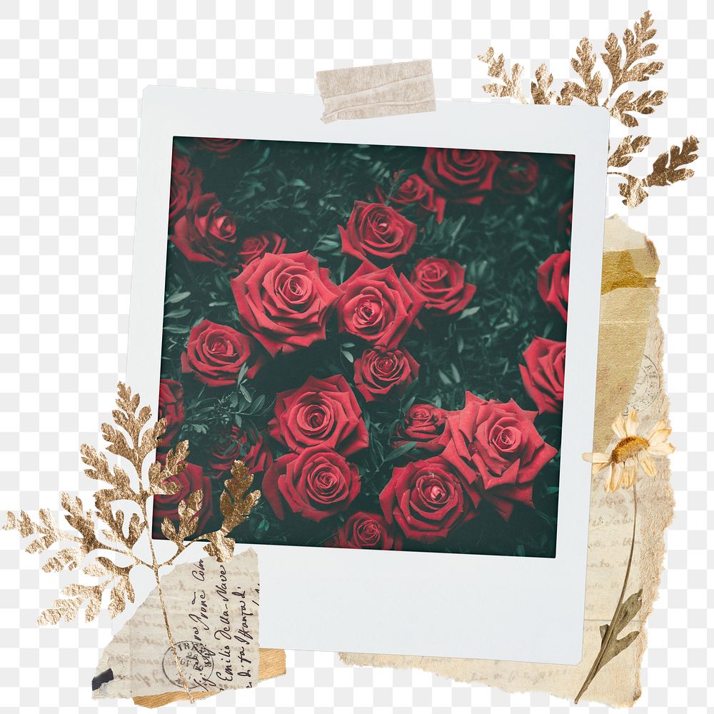 Red rose png sticker instant photo, aesthetic leaf design, transparent background