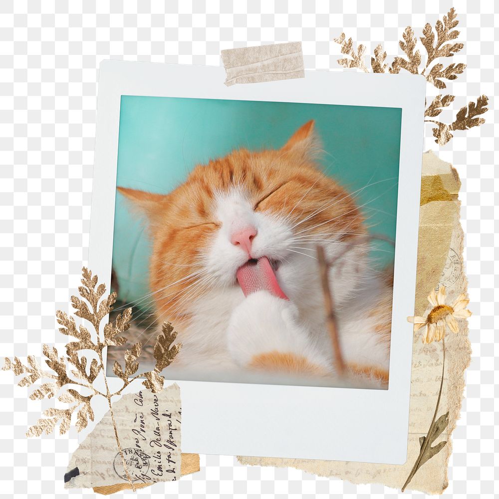 Cute cat png sticker instant photo, aesthetic leaf design, transparent background