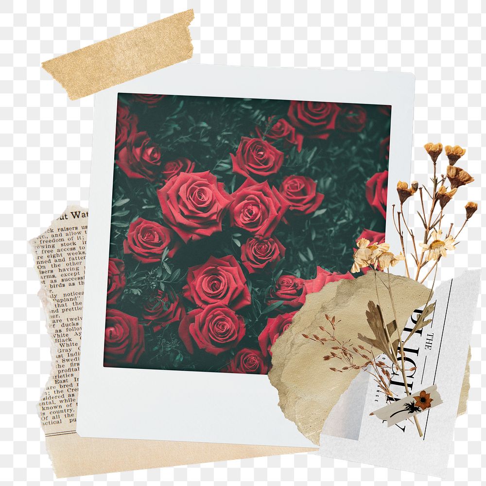 Red rose png sticker instant photo, aesthetic flower design, transparent background