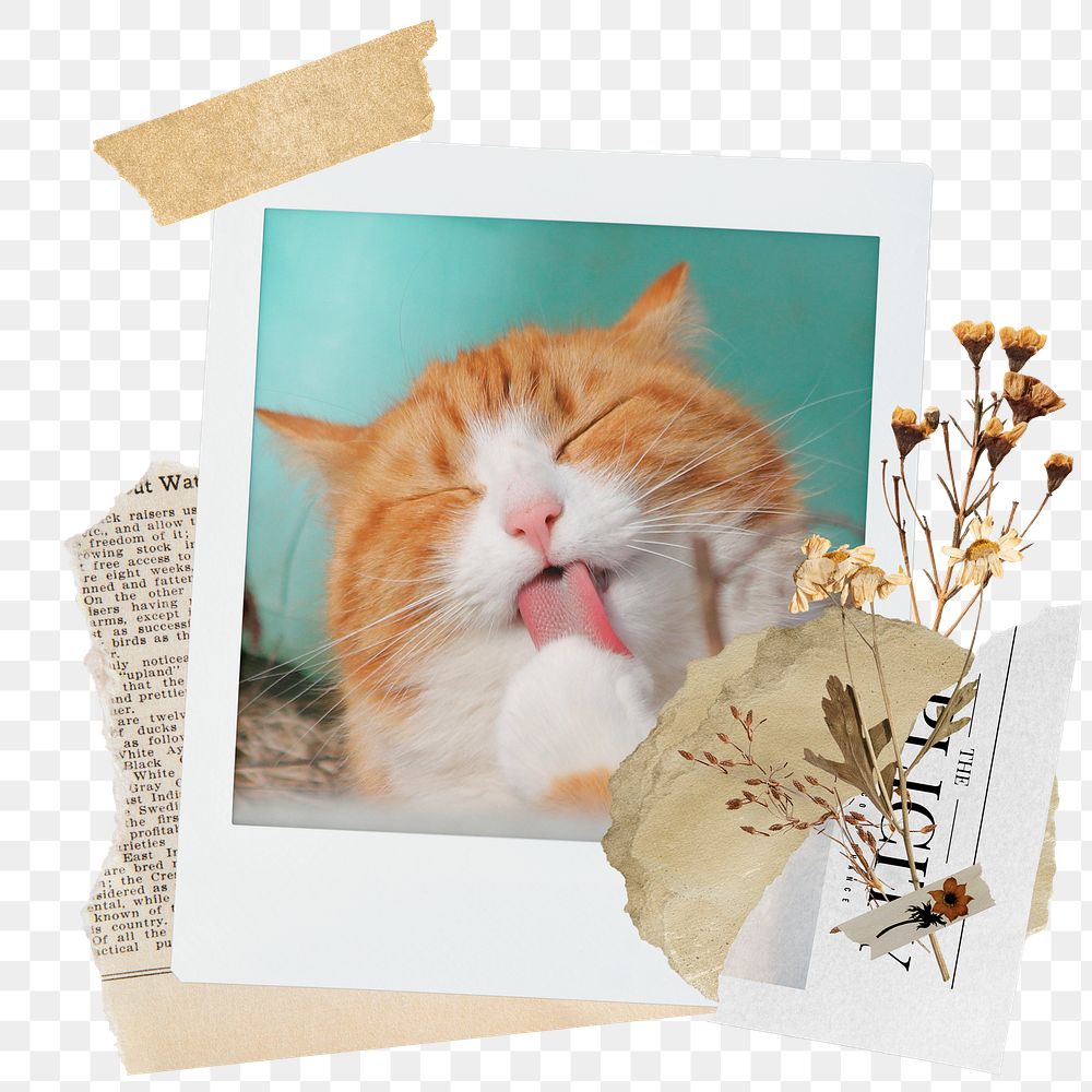Cute cat png sticker instant photo, aesthetic flower design, transparent background