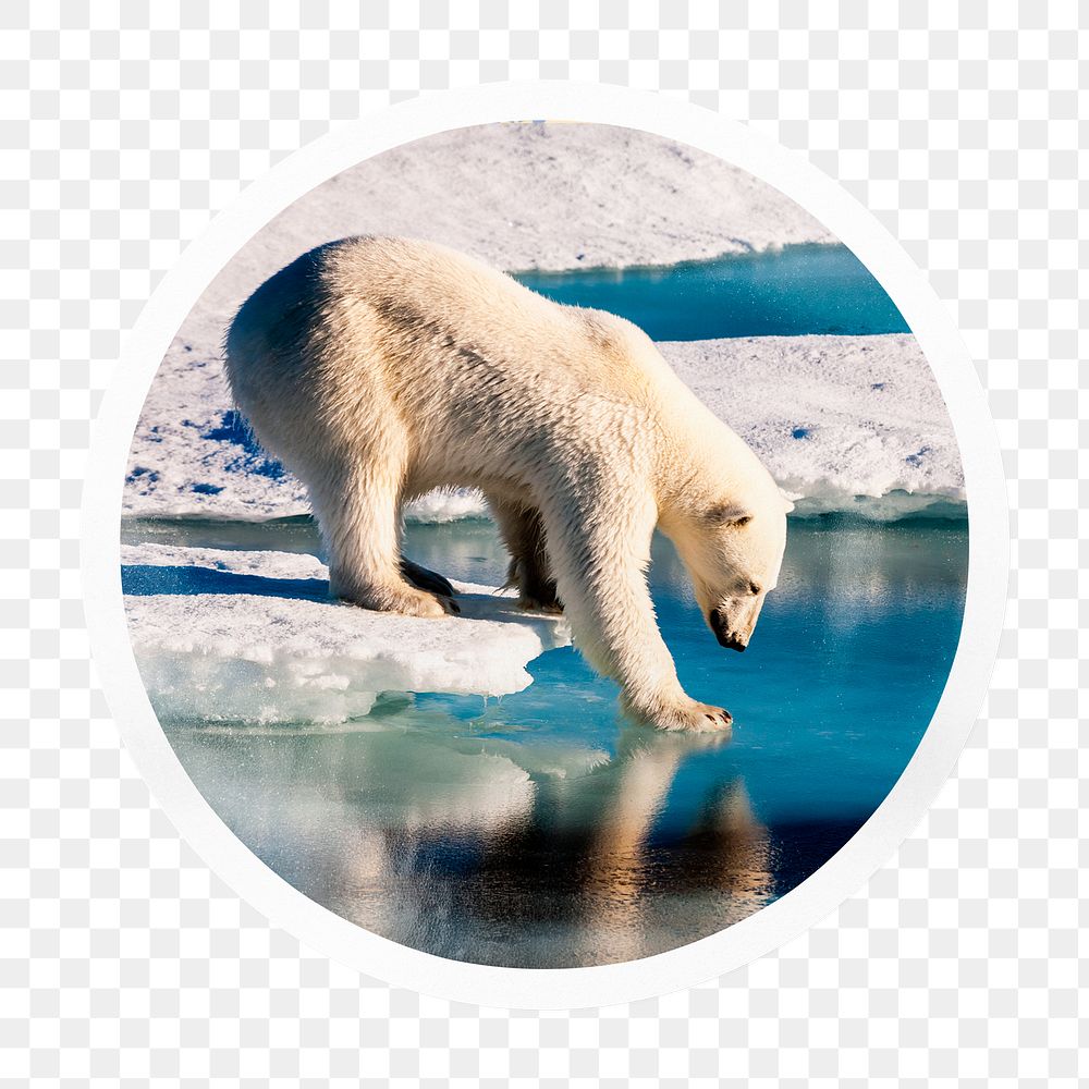 Polar bear png walking on ice badge sticker on transparent background