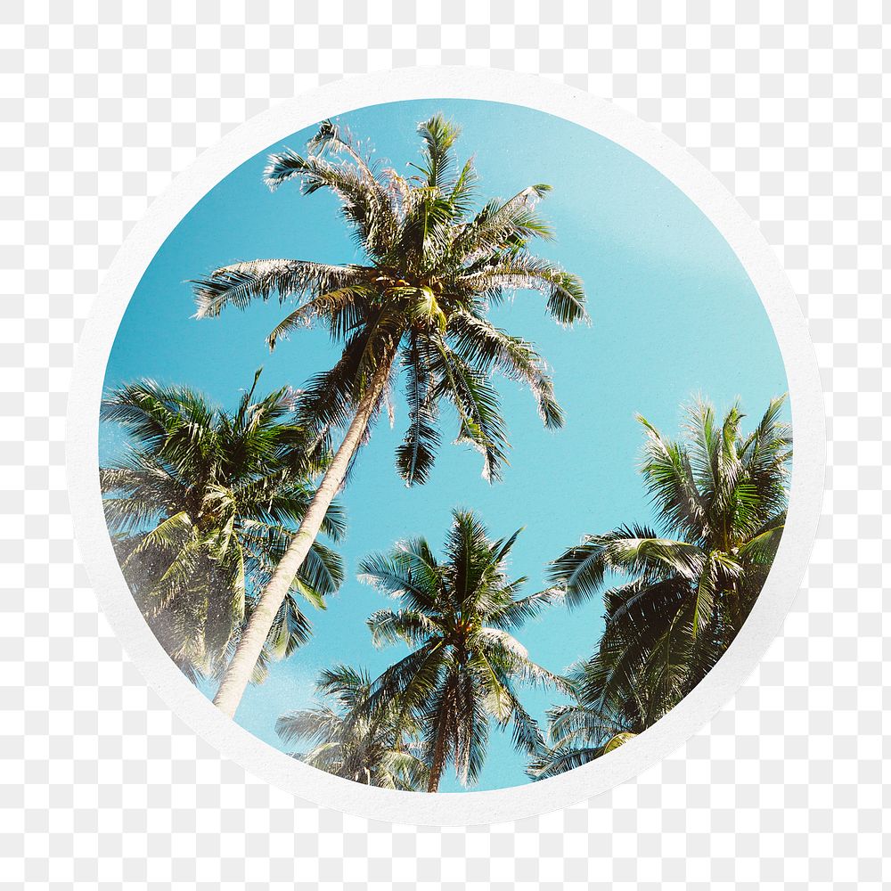 Palm trees png badge sticker on transparent background