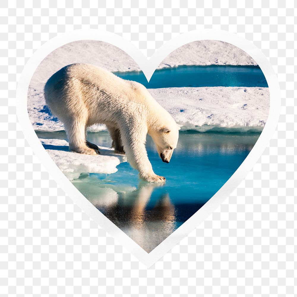 Polar bear png walking on ice heart badge sticker on transparent background