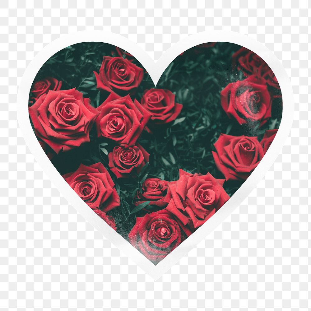 Red roses png heart badge sticker on transparent background