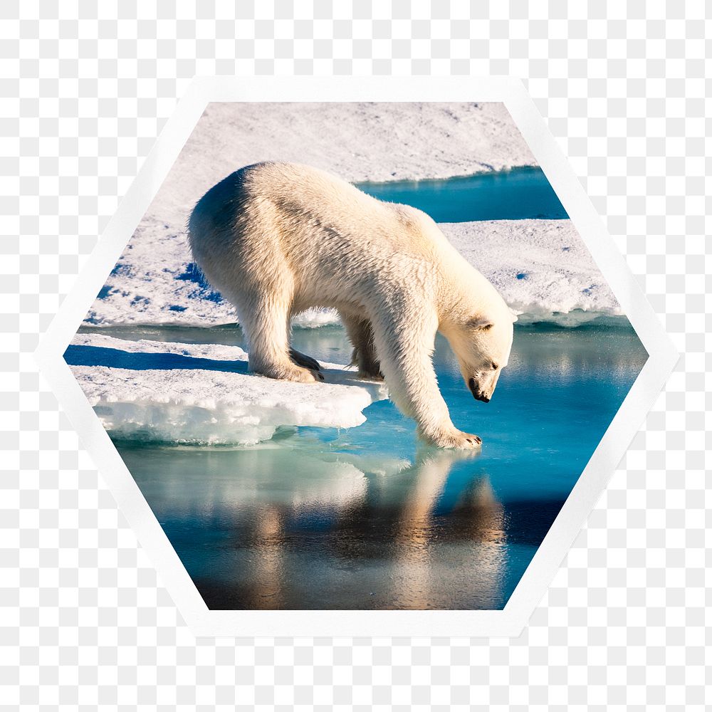 Polar bear png walking on ice sticker, hexagon badge on transparent background