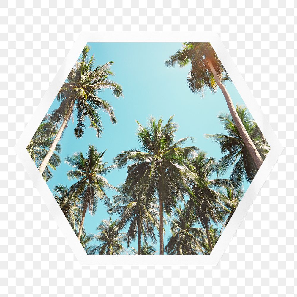 Palm trees png sticker, hexagon badge on transparent background