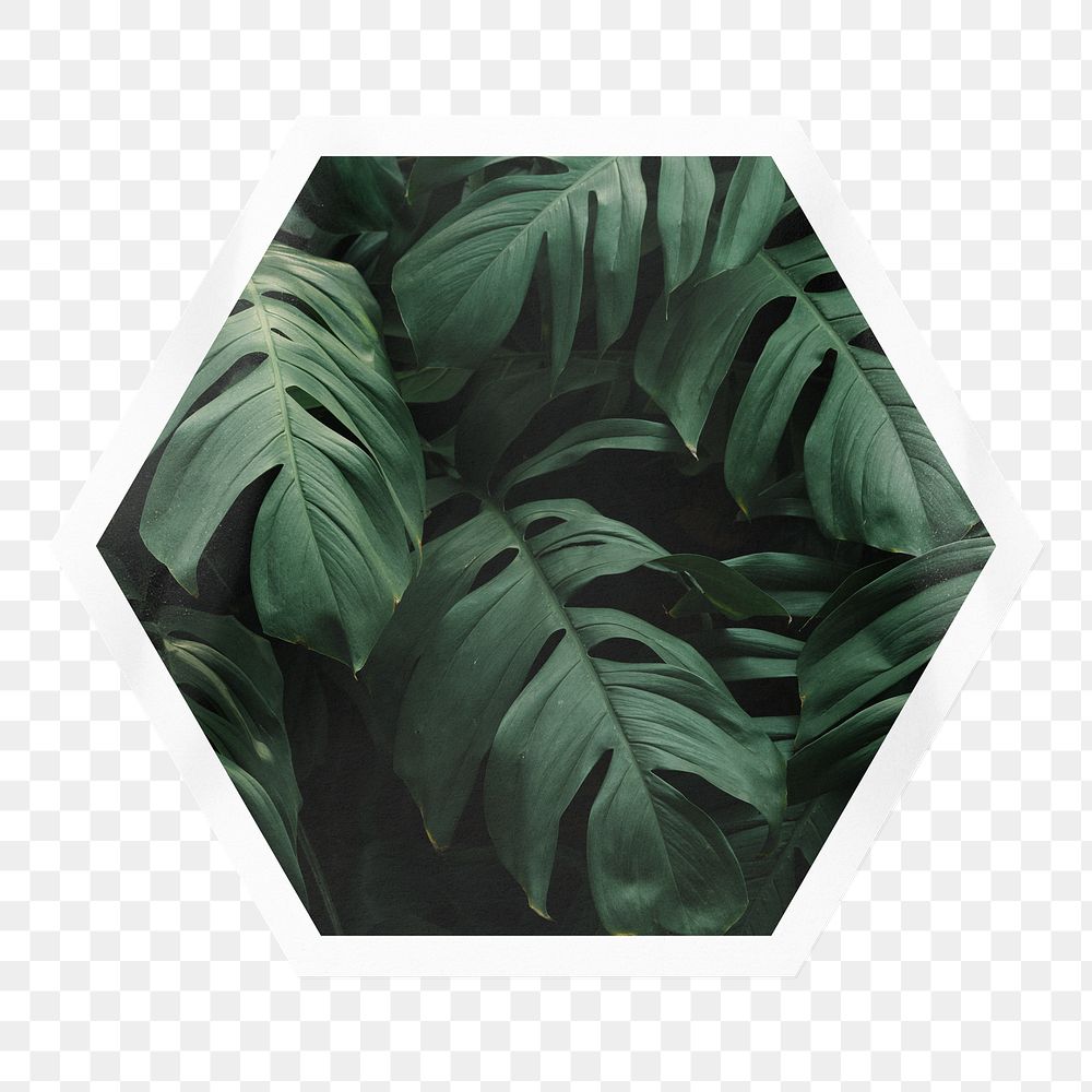 Monstera leaf png sticker, hexagon badge on transparent background