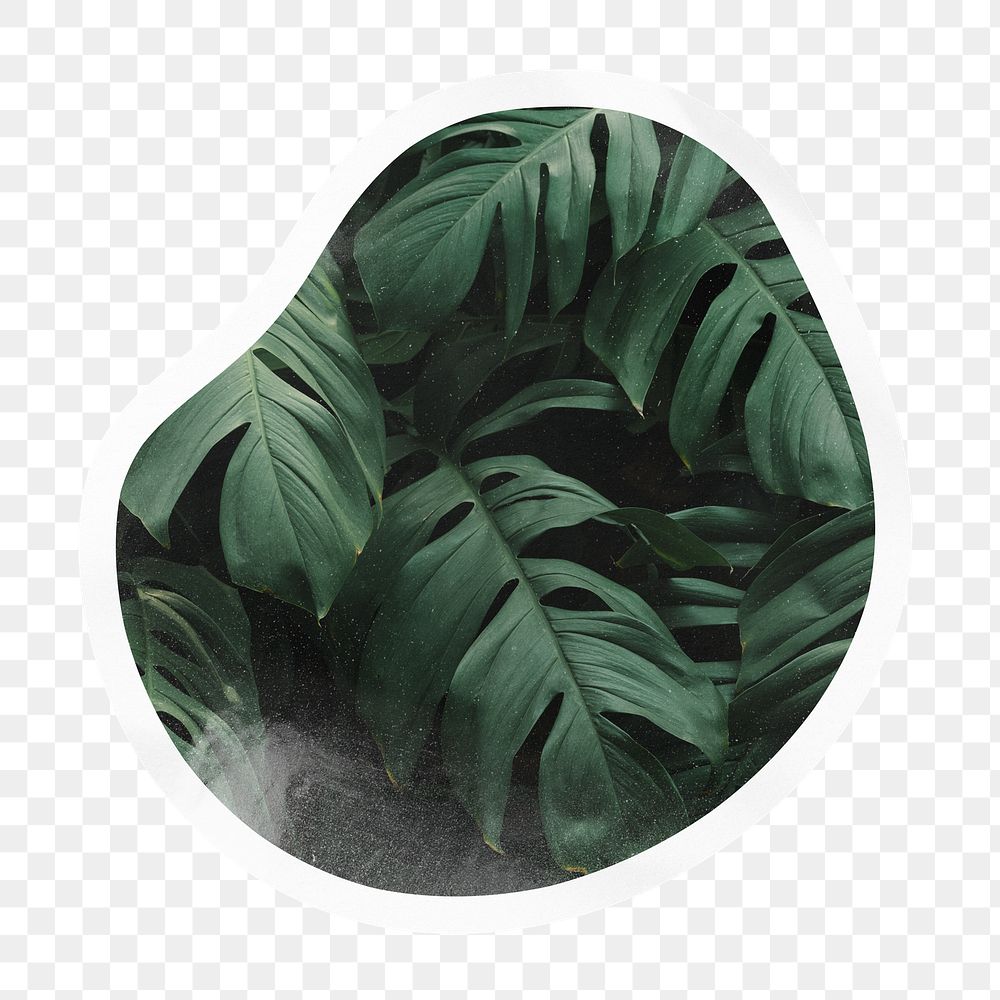 Monstera leaf png badge sticker on transparent background