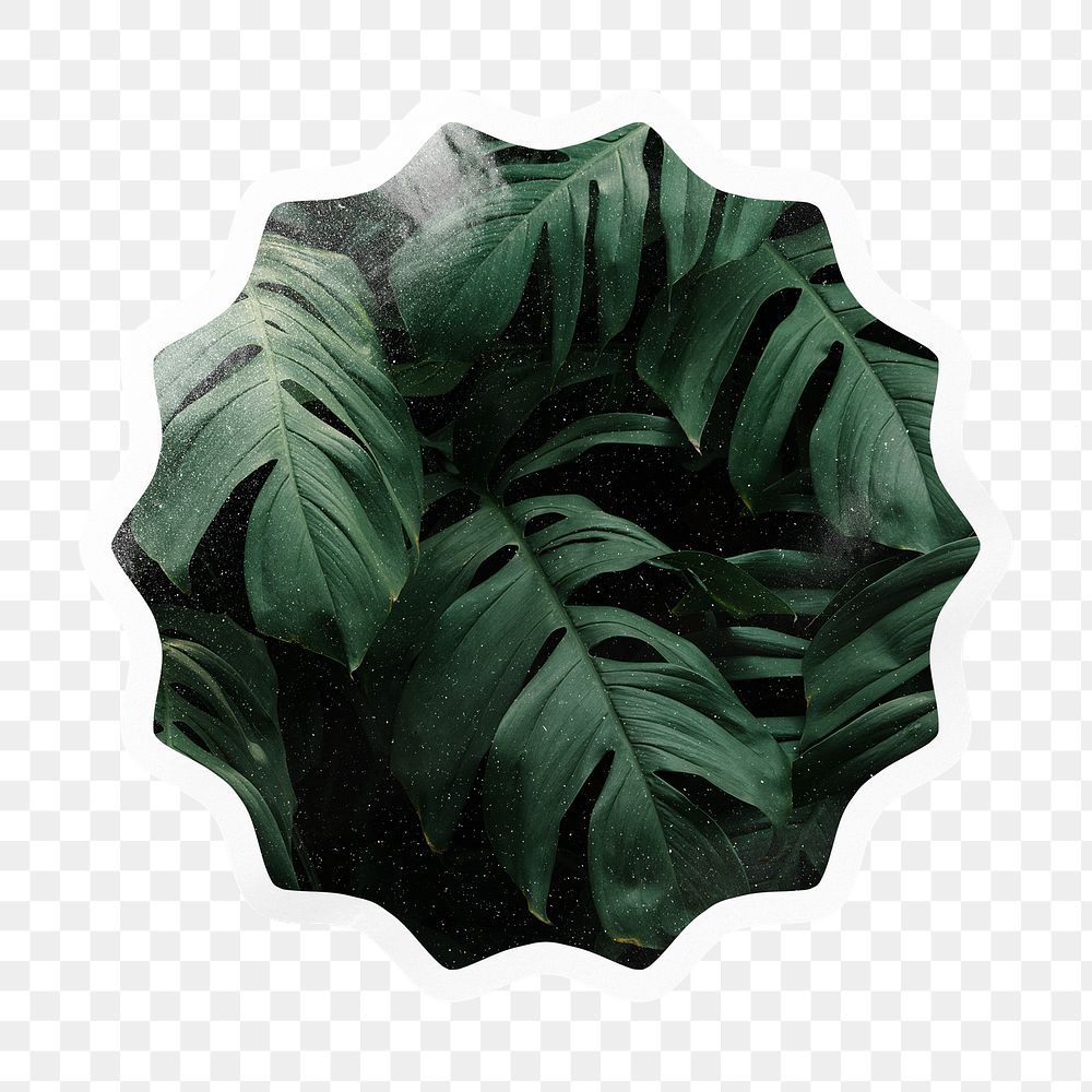 Monstera leaf png starburst badge | Free PNG - rawpixel