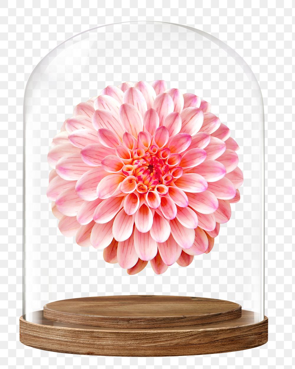 Pink dahlia png glass dome sticker, Spring flower concept art, transparent background