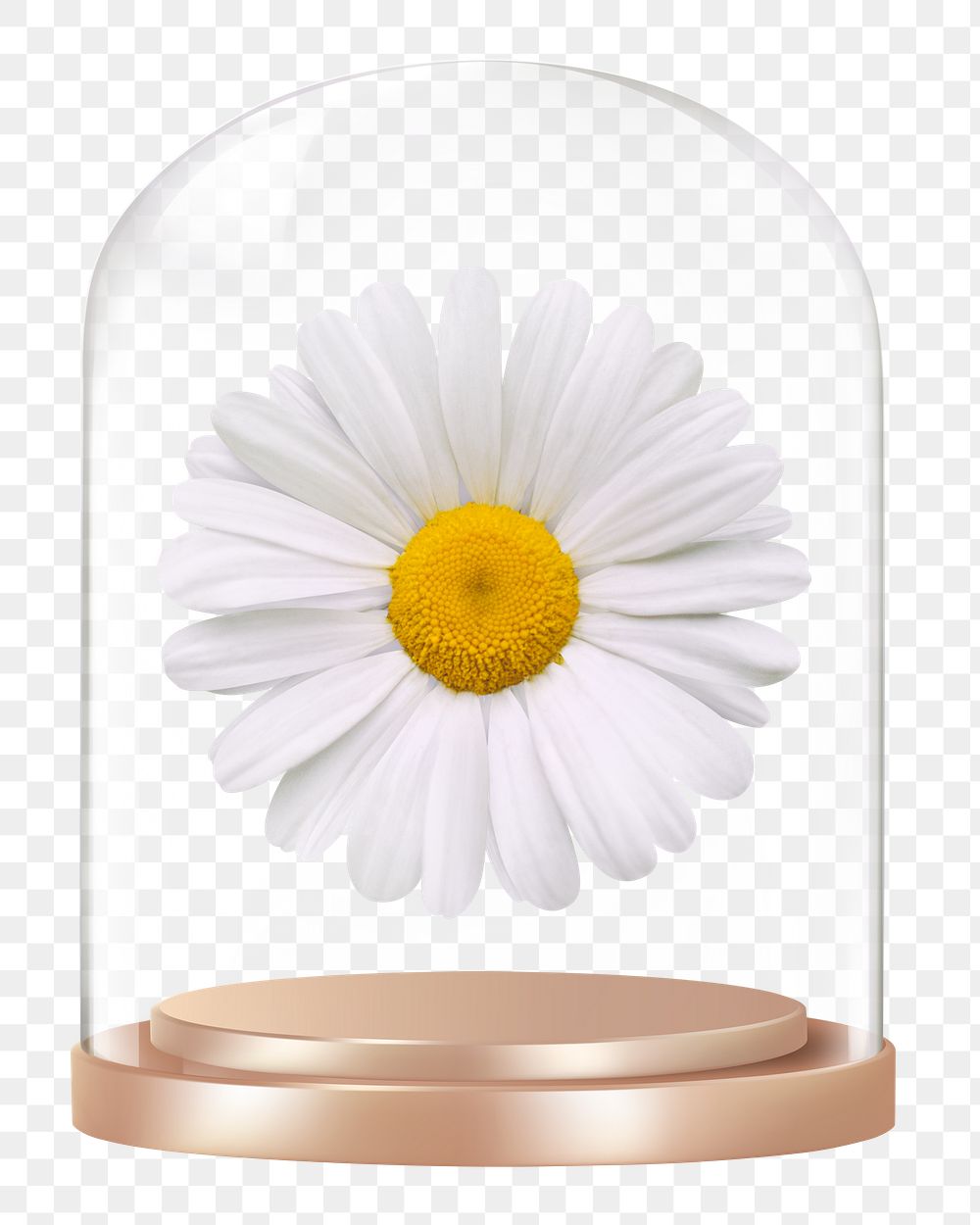 White daisy png glass dome sticker, Spring flower concept art, transparent background