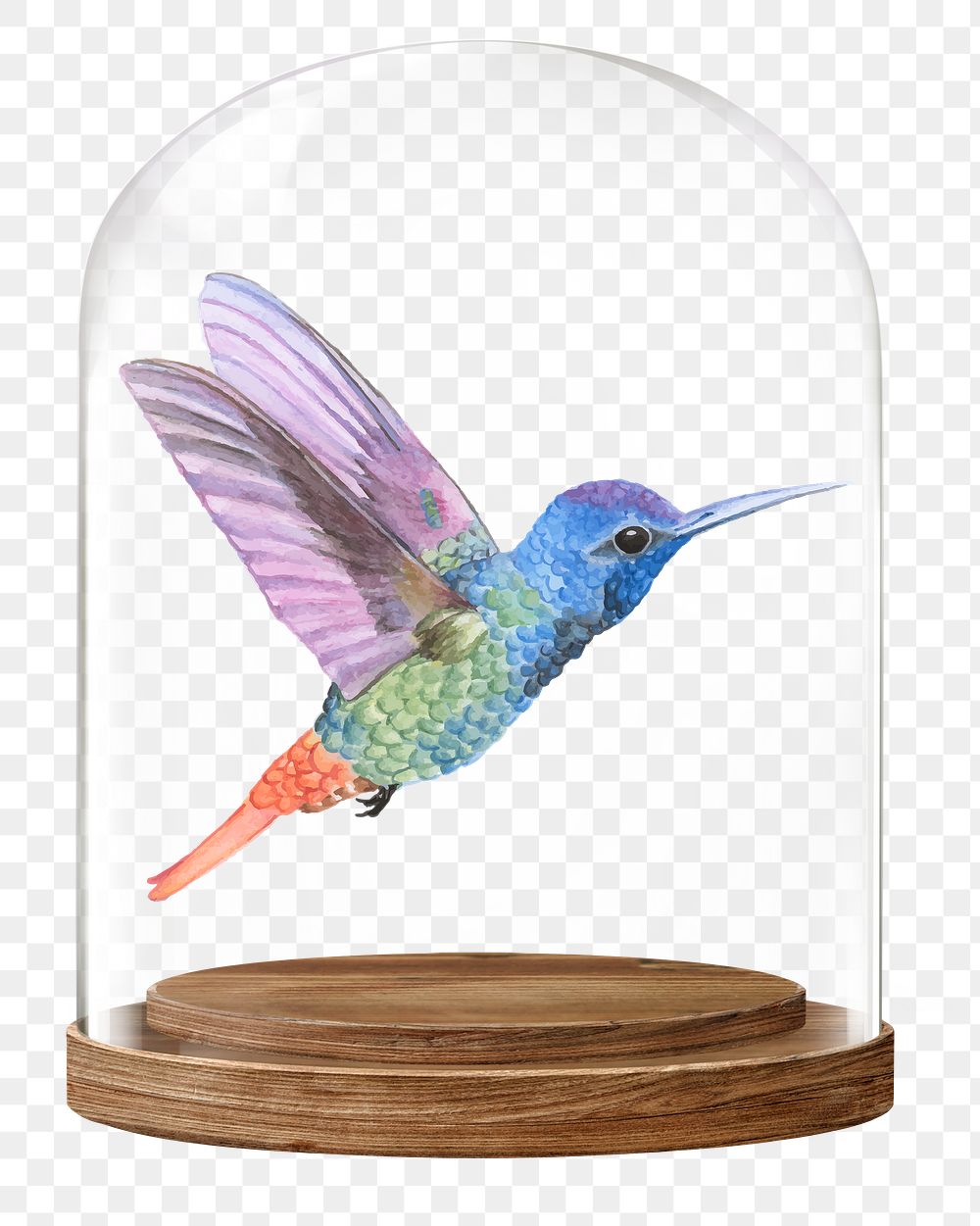 Flying hummingbird png glass dome sticker, animal concept art, transparent background