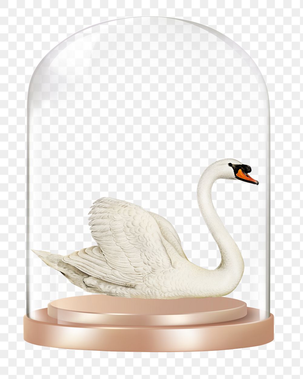 Swan png glass dome sticker, animal concept art, transparent background