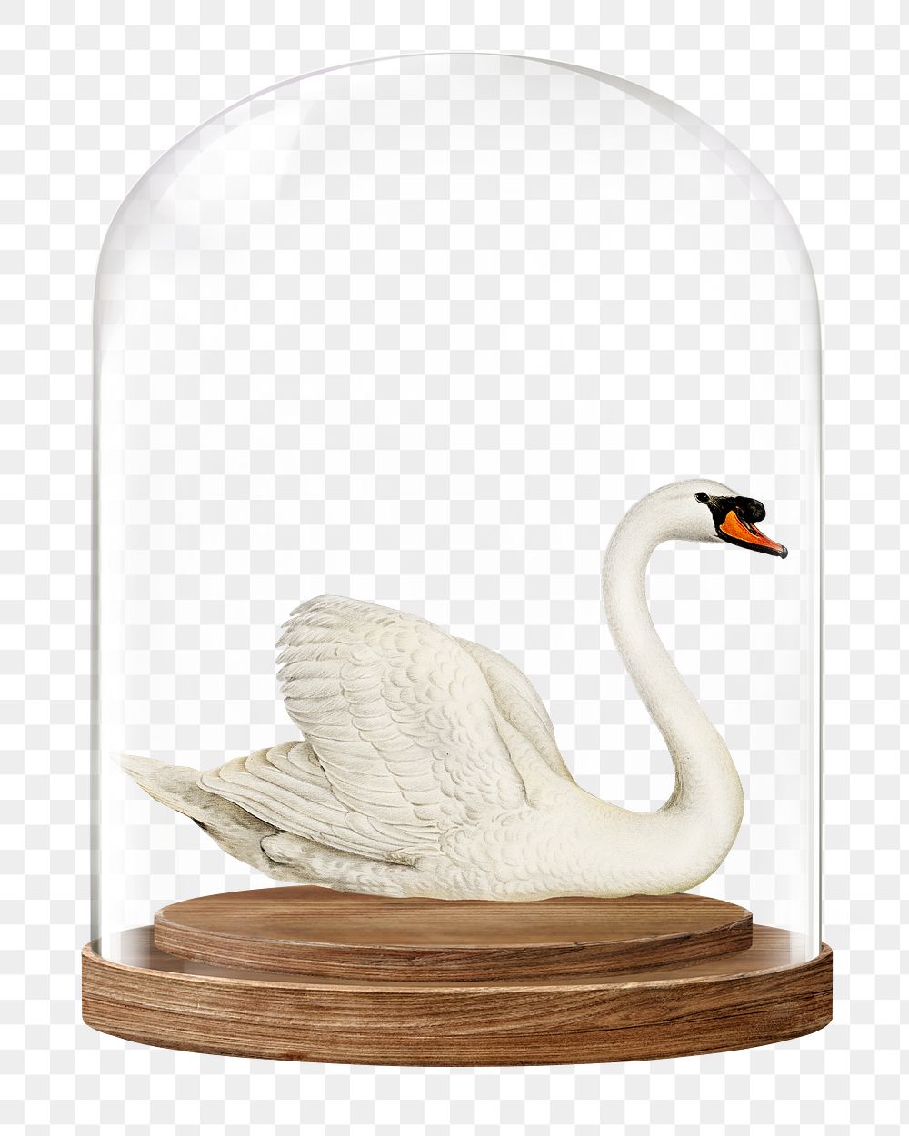 Swan png glass dome sticker, animal concept art, transparent background