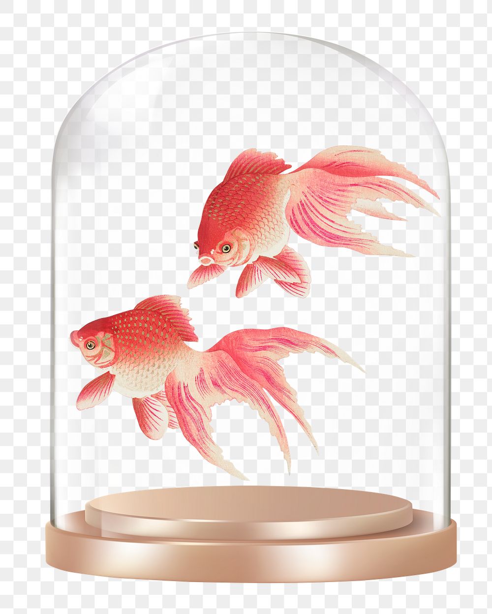 Pink goldfish png glass dome sticker, animal concept art, transparent background