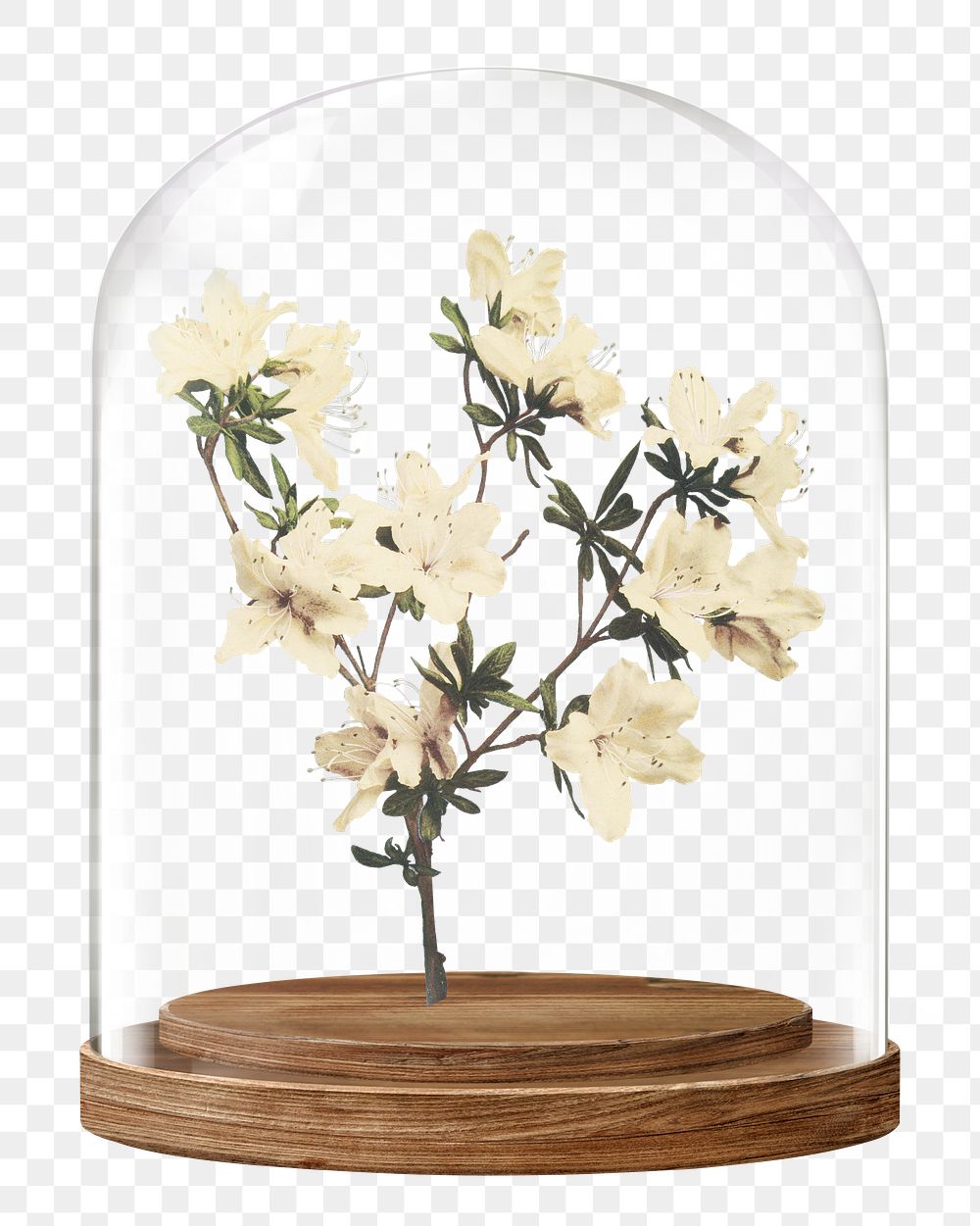 Azalea flowers png glass dome sticker, Spring concept art, transparent background