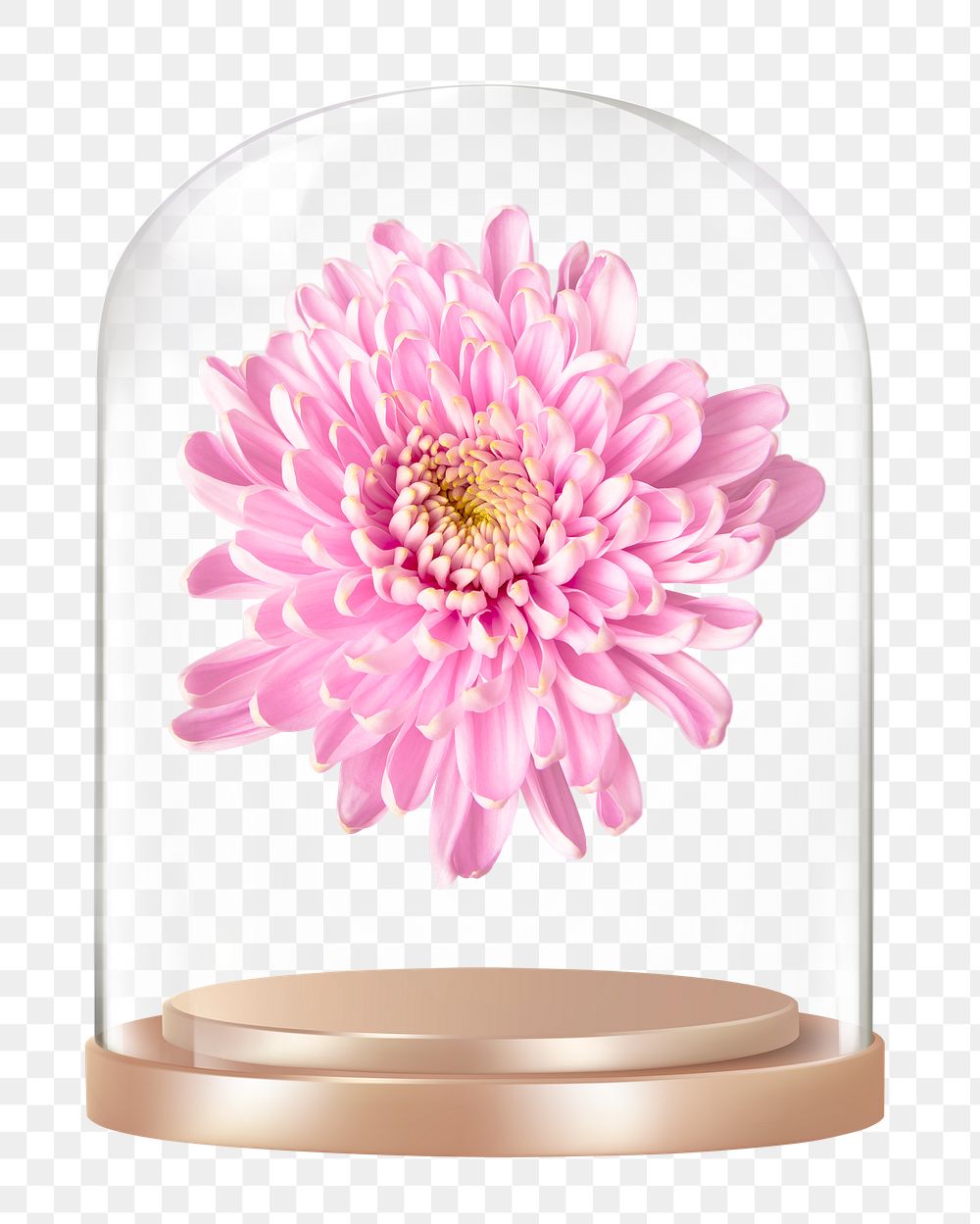 Pink chrysanthemum png glass dome sticker, flower concept art, transparent background