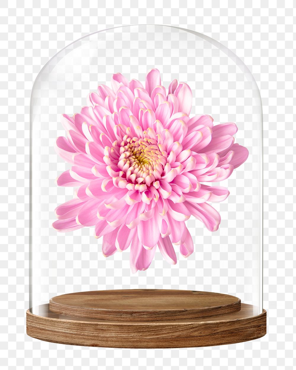 Pink chrysanthemum png glass dome sticker, flower concept art, transparent background