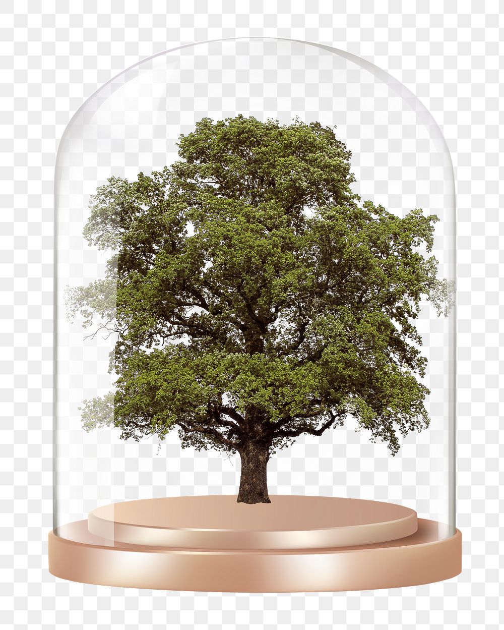 Lone tree png glass dome sticker, nature concept art, transparent background