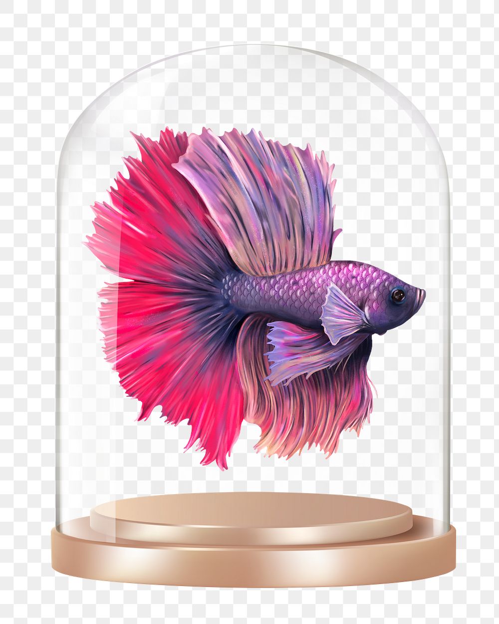 Siamese fighting png fish glass dome sticker, animal concept art, transparent background