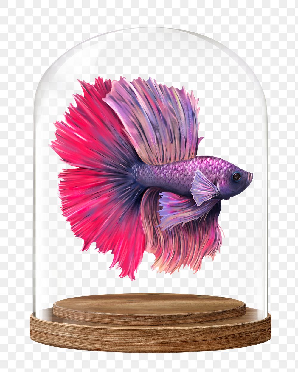 Siamese fighting png fish glass dome sticker, animal concept art, transparent background