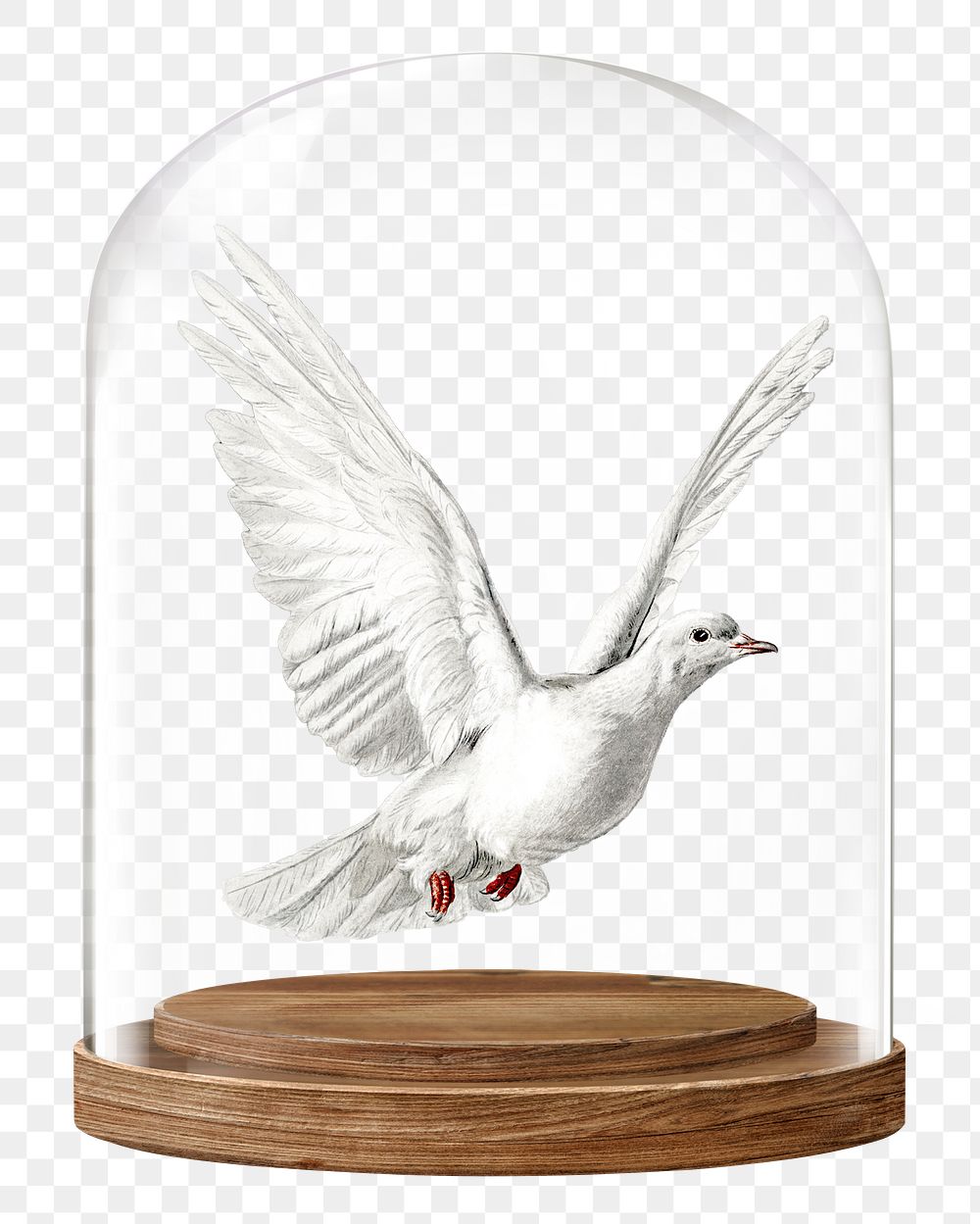 Flying dove png glass dome sticker, bird concept art, transparent background