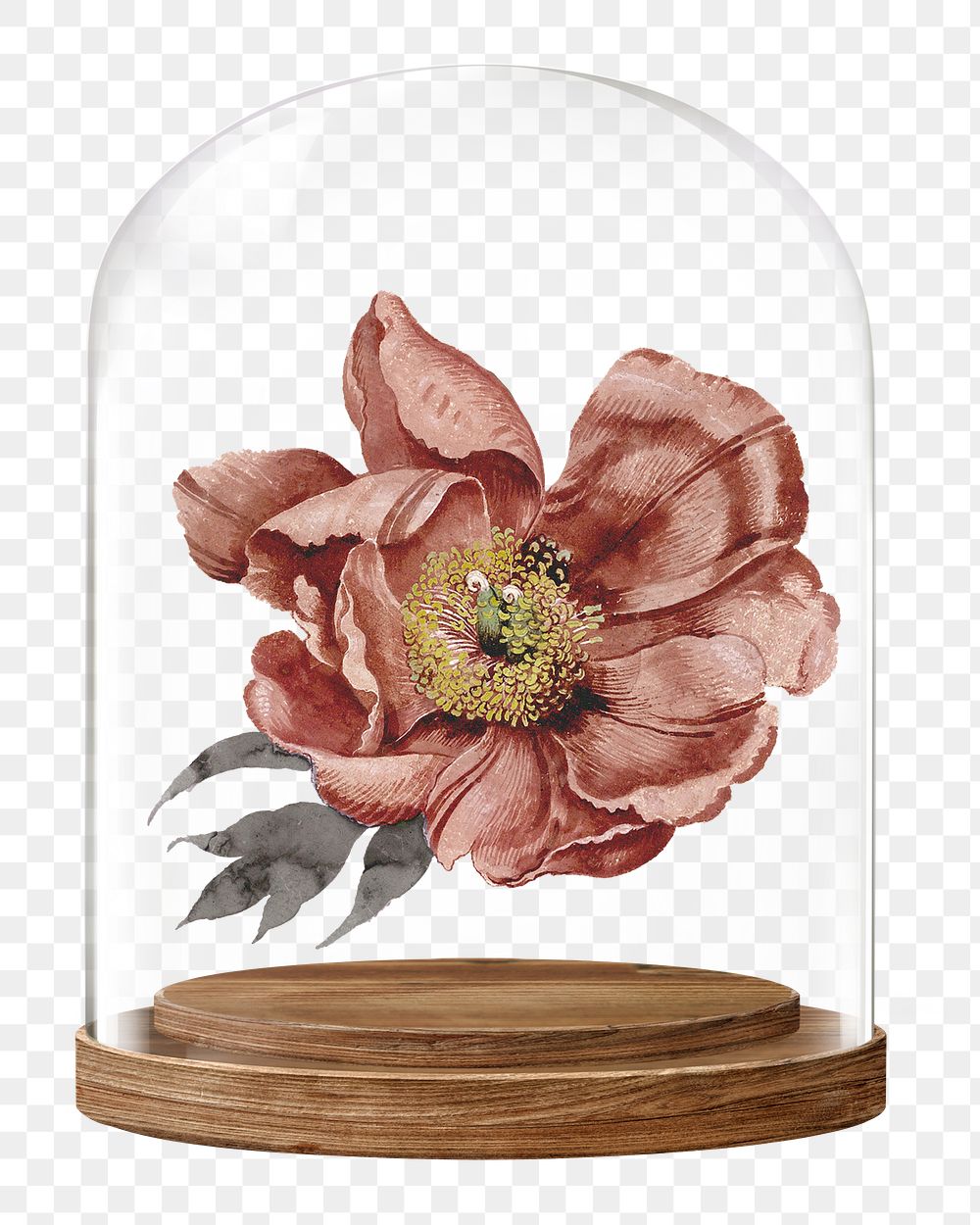 Dry flower png glass dome sticker, Autumn concept art, transparent background