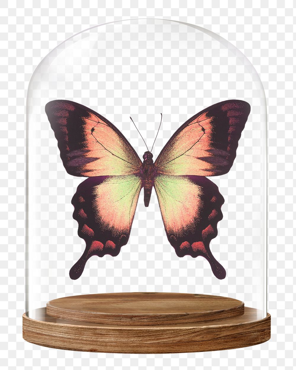 Aesthetic butterfly png glass dome sticker, insect concept art, transparent background