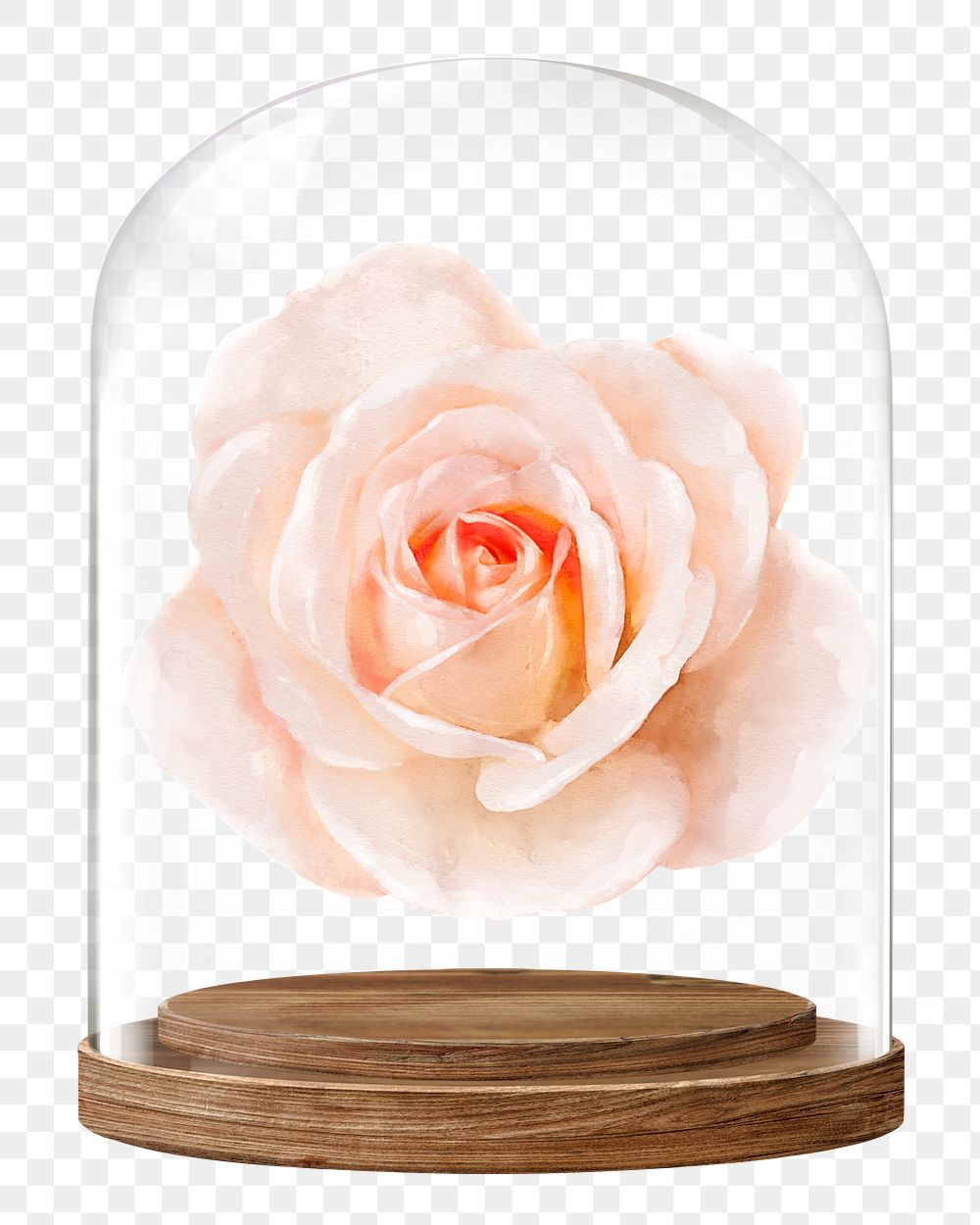 Blooming rose png glass dome sticker, Spring flower concept art, transparent background