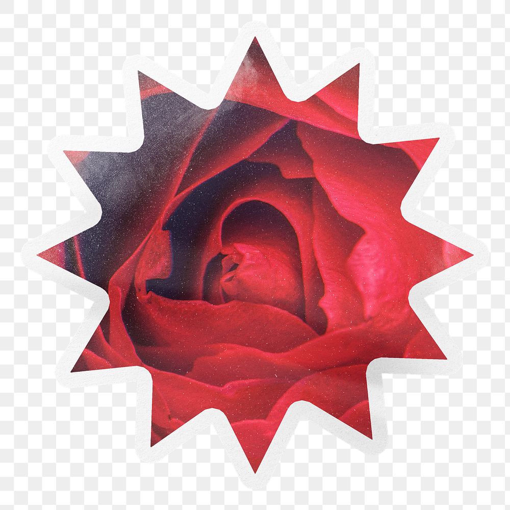 Red rose png close up, starburst with white border, transparent background