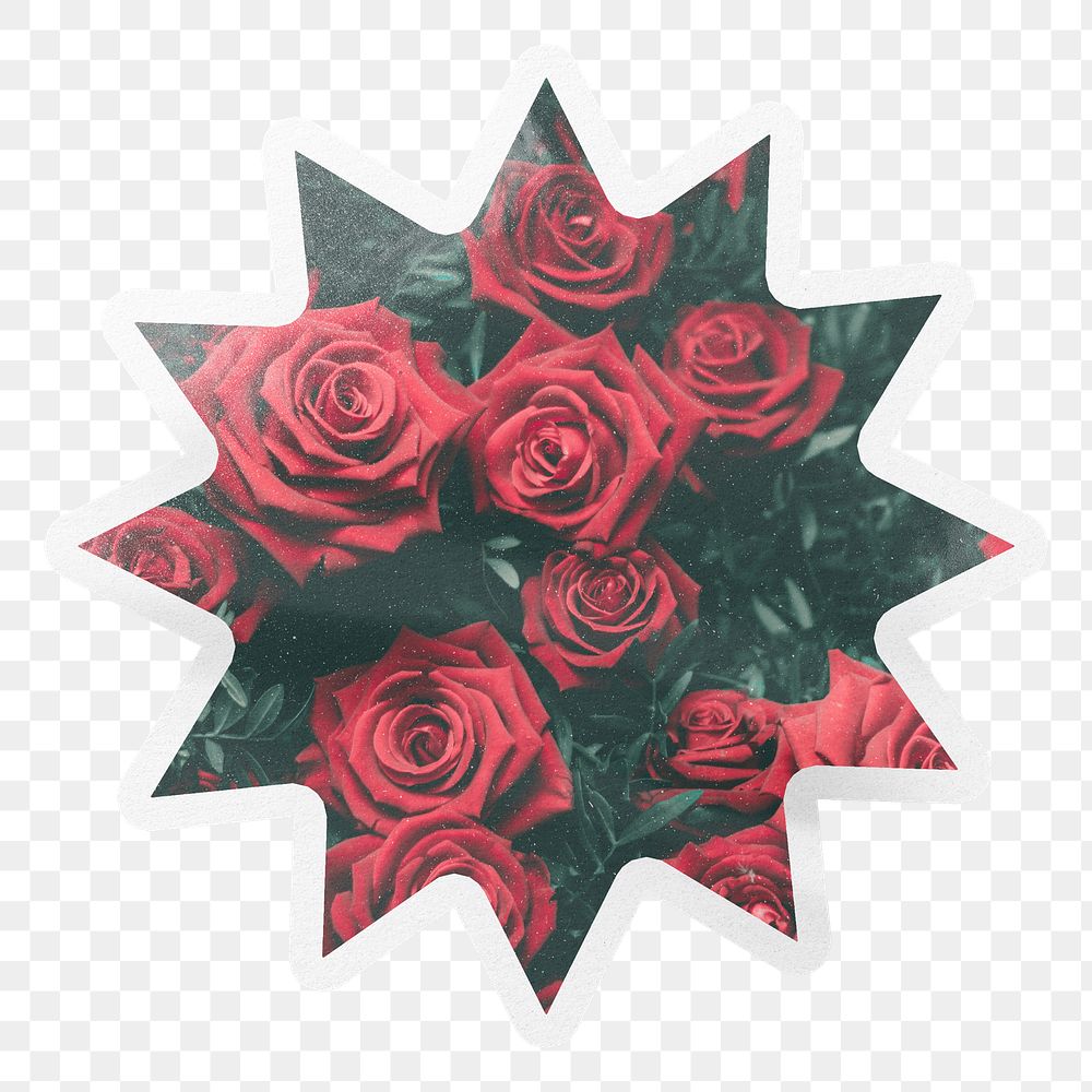 PNG red roses, garden bush label, starburst clipart with white border, transparent background