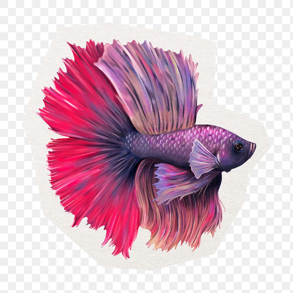 Colorful betta fish png sticker, cut out paper design, transparent background