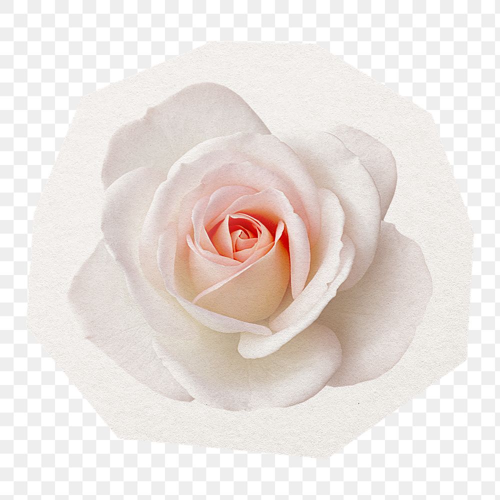 White rose png sticker, cut out paper design, transparent background