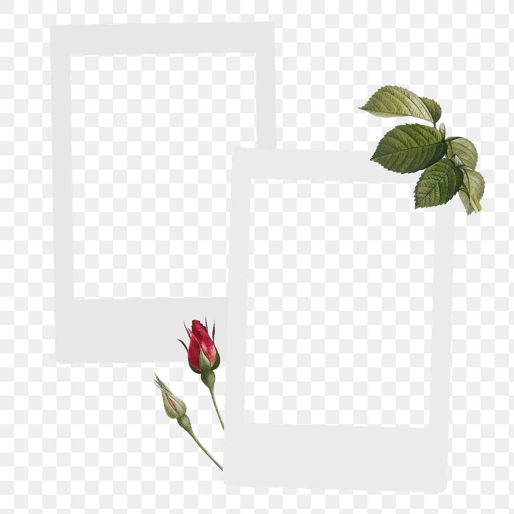 Instant photo png frame sticker, botanical design, transparent background