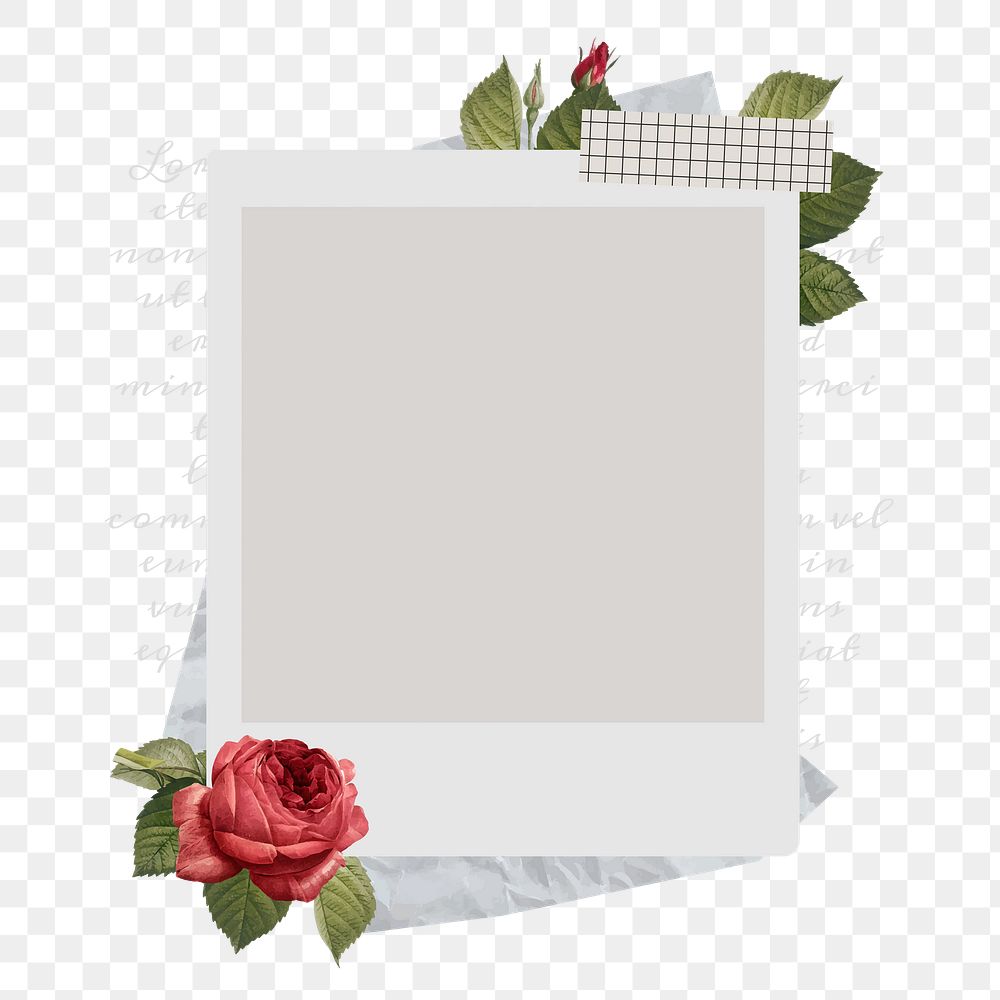 Red rose png sticker instant photo, botanical design, transparent background