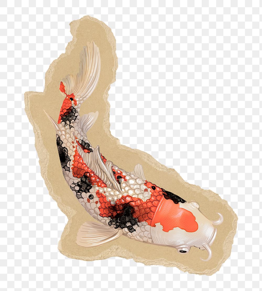 Koi fish png sticker, ripped paper transparent background