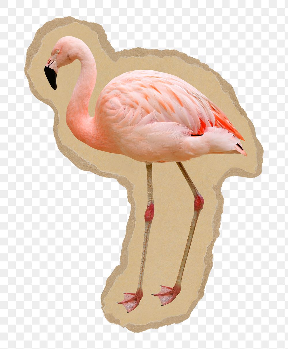 Flamingo png sticker, ripped paper transparent background