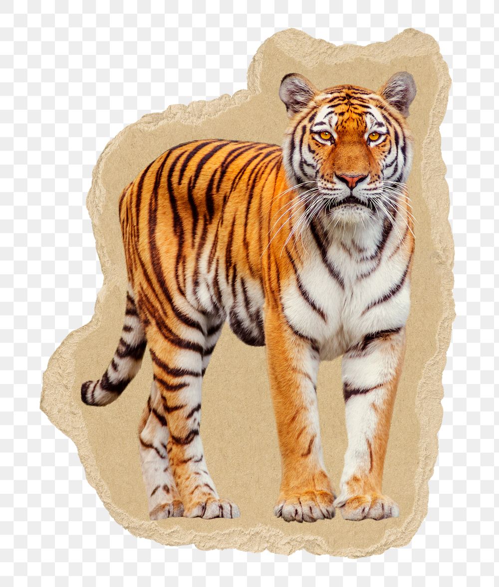Tiger png sticker, ripped paper transparent background