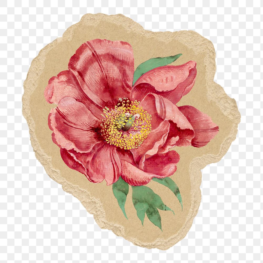 Aesthetic peony png sticker, ripped paper transparent background