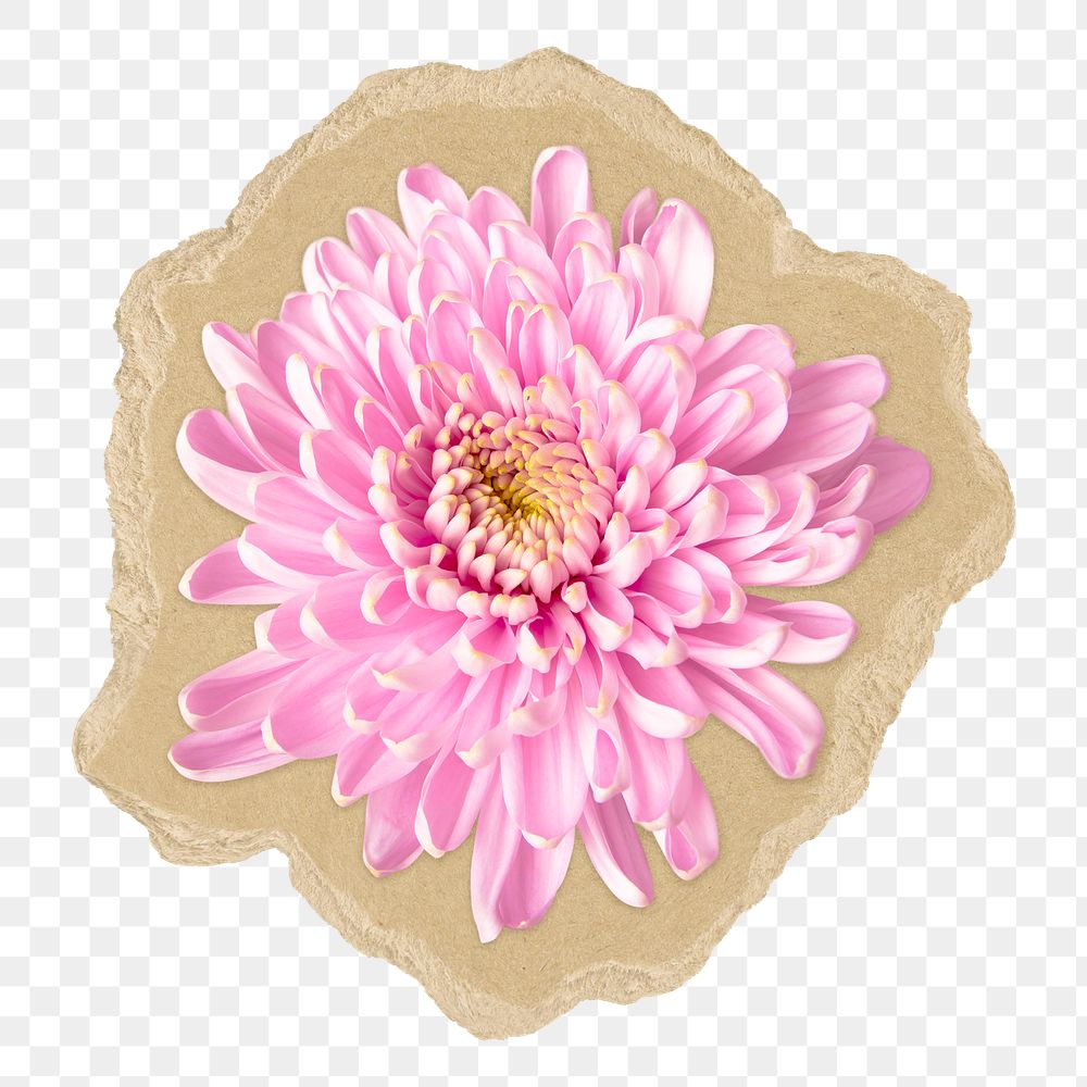 Chrysanthemum flower png sticker,  ripped paper transparent background
