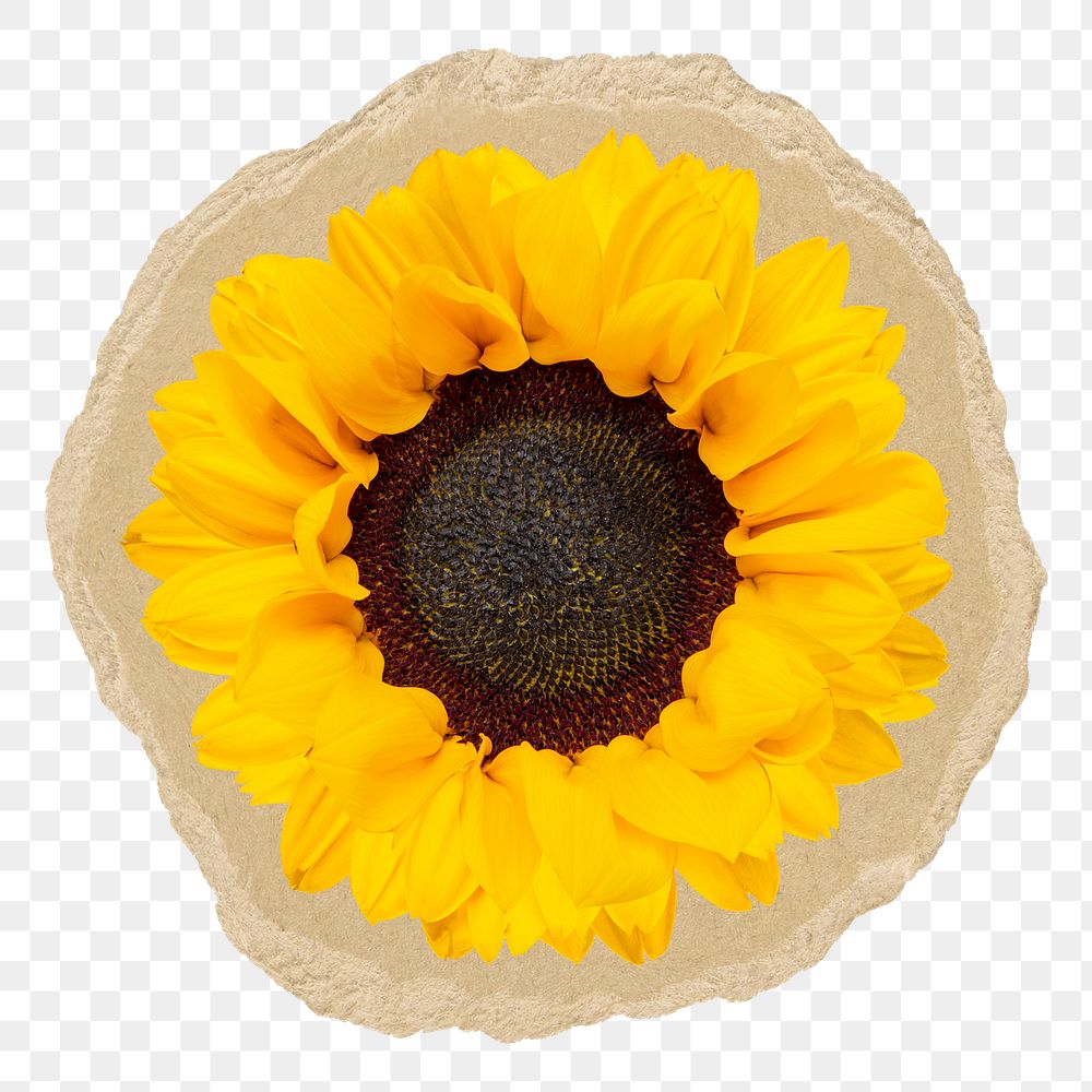 Sunflower png sticker, ripped paper transparent background