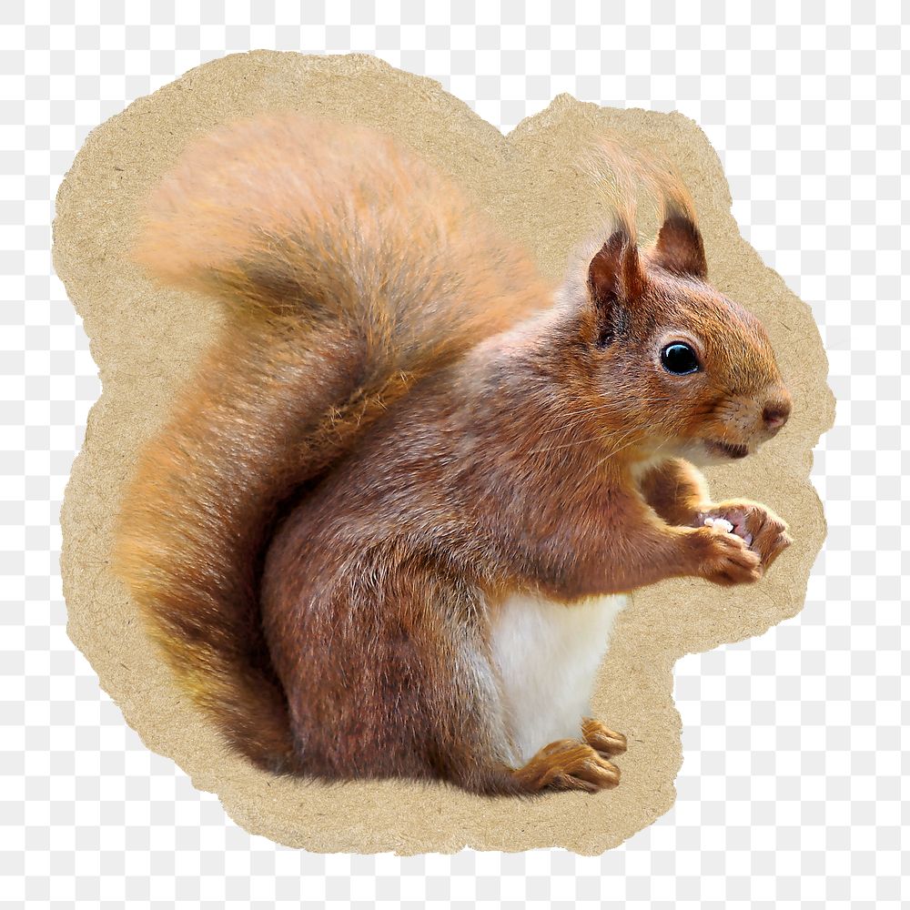 Squirrel png sticker, ripped paper transparent background
